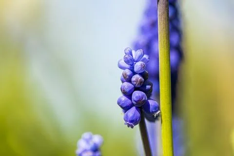 Macro image of a blue grape hyacinth with cops space Stock Photos