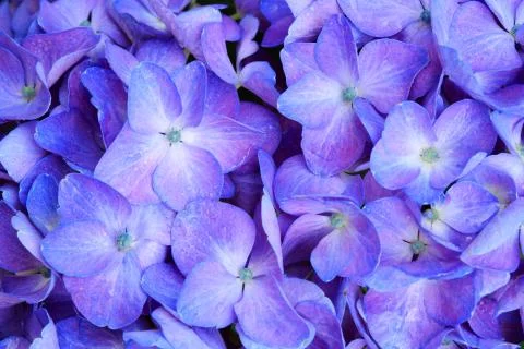 Macro image of Blue Hydrangea flower. Stock Photos