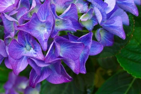 Macro image of Blue Hydrangea flower. Stock Photos