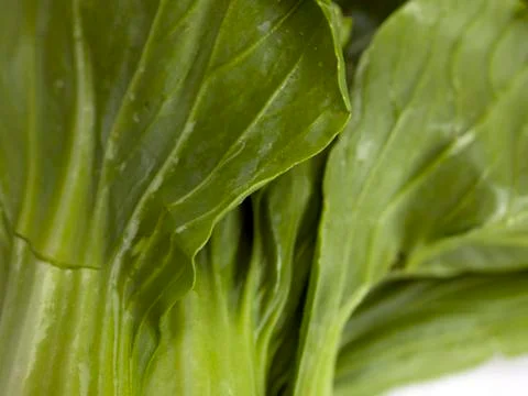 Macro image of bok choy Stock Photos
