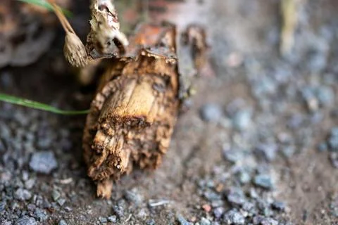 Macro-image of a branch lying on the ground, with blurred edges Stock Photos