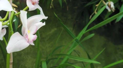 Macro image of bright flowers Stock Photos