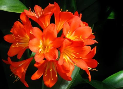 Macro image of bright flowers Stock Photos