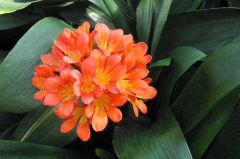 Macro image of bright flowers Stock Photos
