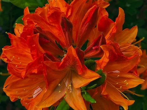Macro image of bright orange azalea flower cluster in bloom Stock Photos