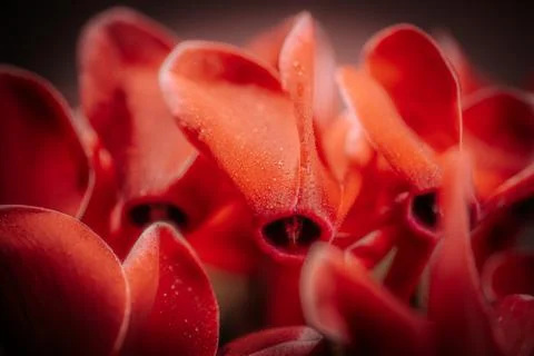 A macro image of bright red cyclamen petals covered in fine dewdrops. Stock Photos