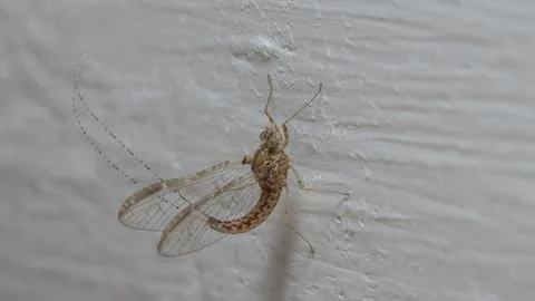 Macro image of a brown mayfly with translucent wings and long antennae on a.. Stock Photos
