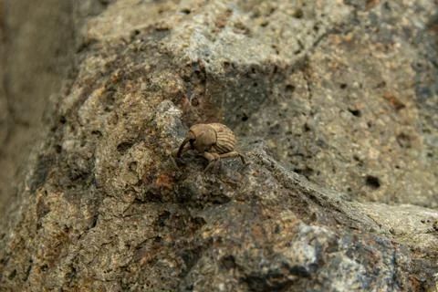 Macro image of a brown weevil on a rough rock surface Stock Photos