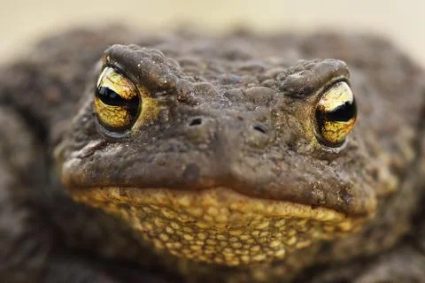 Macro image of Bufo bufo head, the common brown toad Foto stock