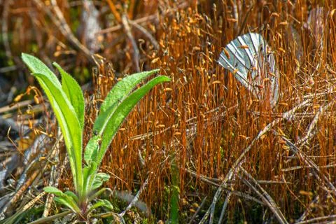 Macro image of a butterflys single white wing resting between stems Stock Photos