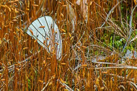 Macro image of a butterflys single white wing resting between stems Foto stock