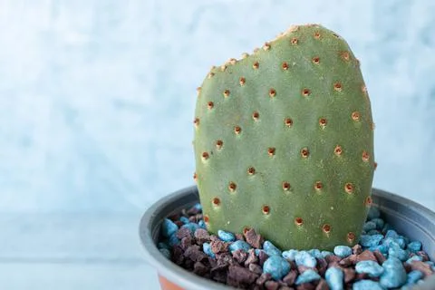 Macro image of a cactus with pebbles on a light background Stock Photos