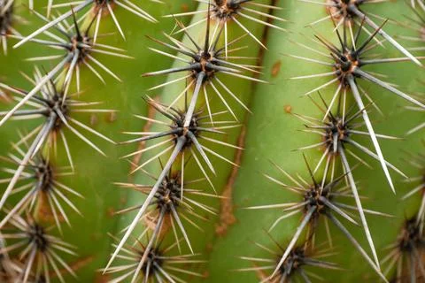 Macro image of cactus spines Stock Photos