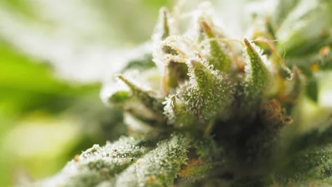Macro image: cannabis seed emerging from bud. Video stock 287425984