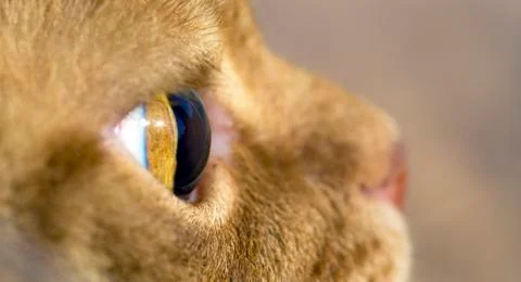 Macro image of cat's eye side view Stock Photos