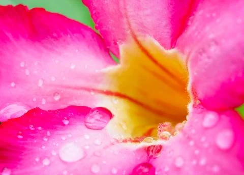 Macro image closed up of desert rose pink flowers with raindrops background Fotos Stock