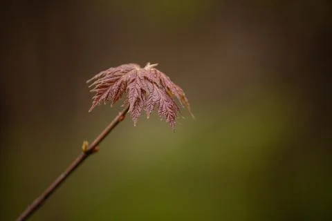Macro image, Closeup image from a budding tree Stock Photos