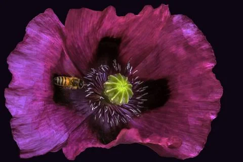 A macro image of A Common Poppy Stock Photos