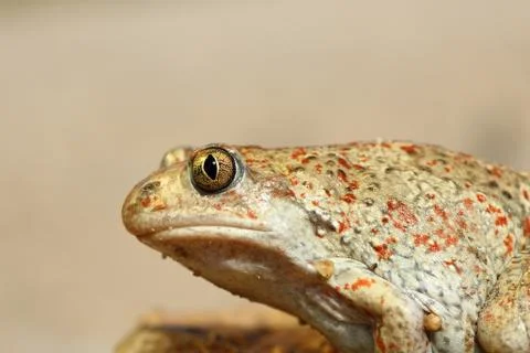 Macro image of common spadefoot toad ( Pelobates fuscus ) Stock Photos
