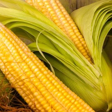 Macro image of corn cops Stock Photos