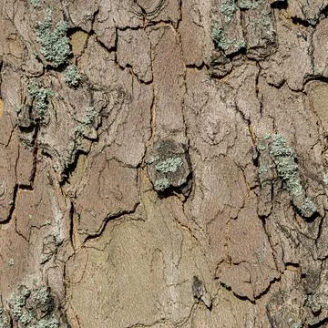 Macro Image of Cracked Tree Bark with Green Lichen and Warm Earth Tones Fotos de archivo