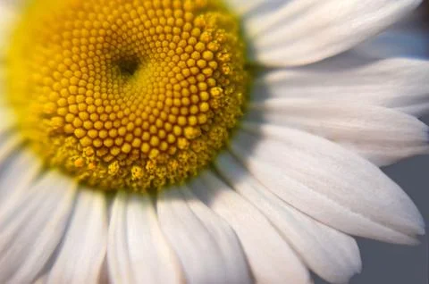 Macro image of a daisy flower, selective focus Foto stock