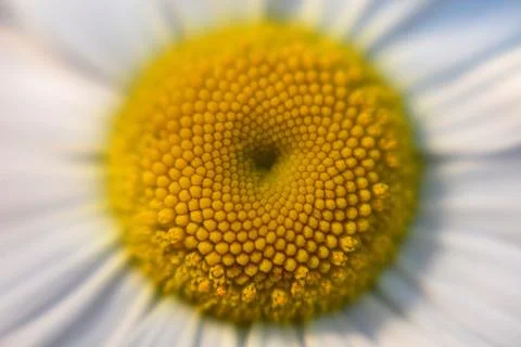 Macro image of a daisy flower, selective focus Stock Photos