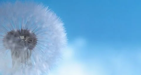 Macro image of a dandelion in soft focus. Selective focus on a blue backgro.. Stock Photos