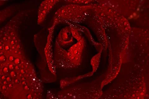 Macro image of dark red rose with water droplets. Stock Photos