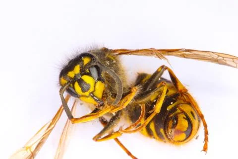 A Macro Image of a Dead Wasp Stock Photos