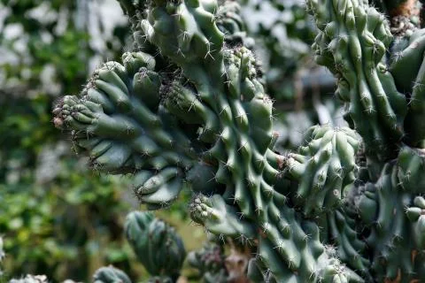 Macro image of a dendritic cactus Cereus Stock Photos