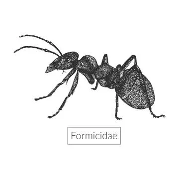 Macro image of detailed hand drawn ant Stock Illustration