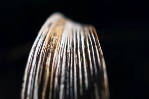 Macro Image of a Dried, Twisted and Faded Yellow Blade of Grass Isolated on B Stock Photos