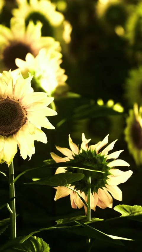Macro image emphasizing sunflower seed pattern and petal arrangement Stock Footage 327615778