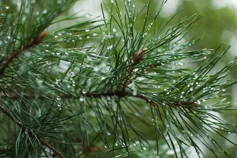 Macro image features fresh pine needles adorned with crystalline raindrops Stock Photos