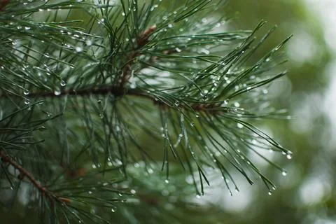 Macro image features fresh pine needles adorned with crystalline raindrops Foto stock