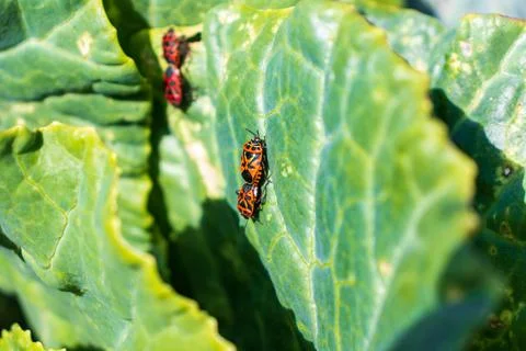 Macro image of a fire bug sitting on cabbage leaves, a soldier bug Stock Photos