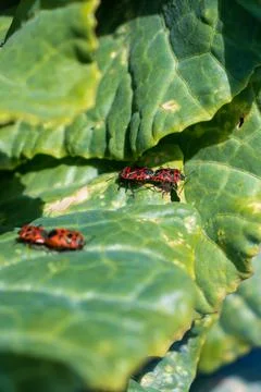 Macro image of a fire bug sitting on cabbage leaves, a soldier bug Stock Photos