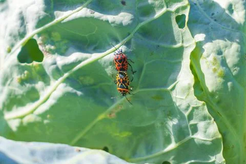 Macro image of a fire bug sitting on cabbage leaves, a soldier bug Foto stock