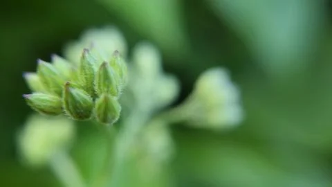 Macro image of a flower bud cluster Stock Photos