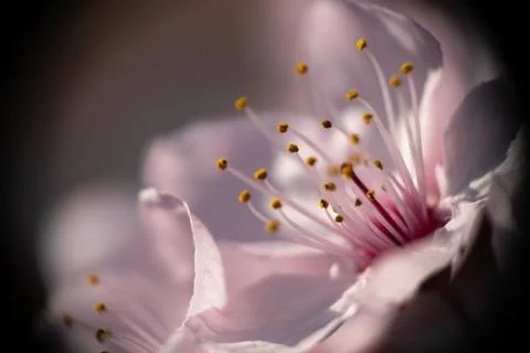 Macro image of a flower Foto stock