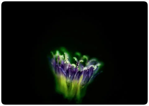 Macro image of flower 写真素材