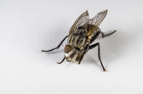 Macro image of a fly on a white background Stock Photos