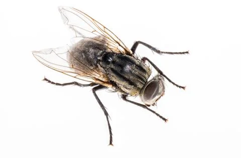Macro image of a fly on a white background Foto stock