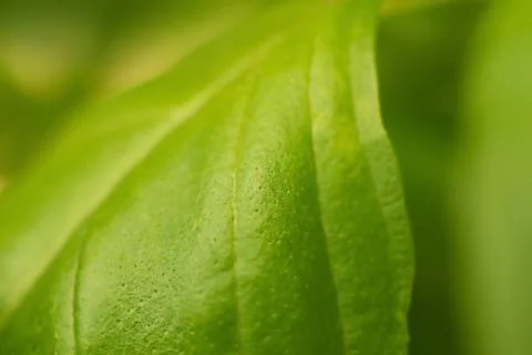 Macro image of the fresh green basil leaf Stock Photos
