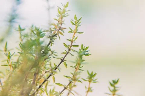 Macro image of fresh green thyme growing outdoors in the garden. Stock Photos