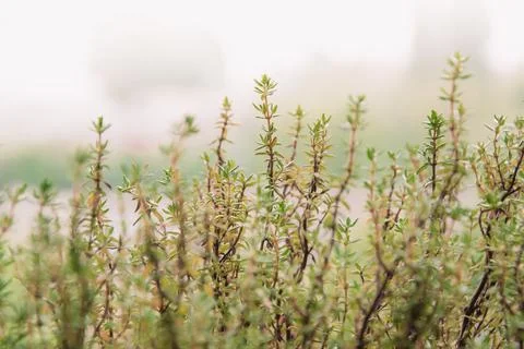 Macro image of fresh green thyme growing outdoors in the garden. Stock Photos