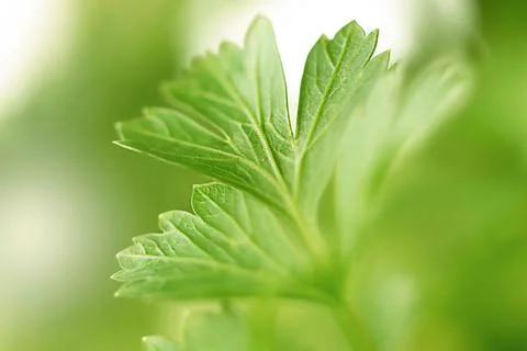 Macro image of fresh parsley leaf on green background Stock Photos