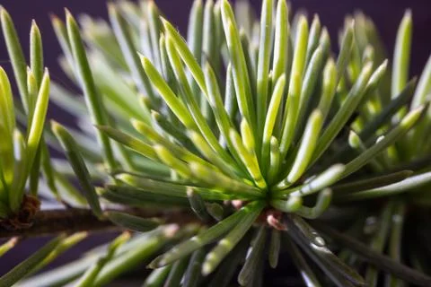 Macro image of fresh pine needles showing vibrant green colors Stock Photos