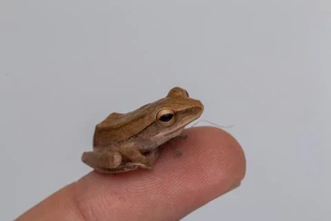 Macro image of frog of Borneo Stock Photos